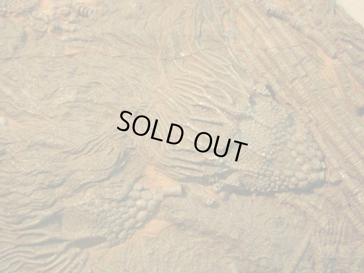 画像3: ウミユリ化石 (3)