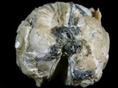 画像4: カリフォルニア産カルサイト化貝化石Ｃ (4)