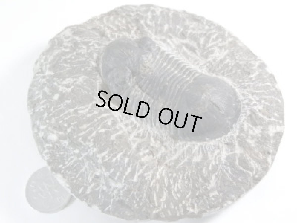 画像1: モロッコ産ファコプス三葉虫Ａ (1)