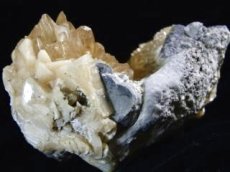 画像2: カリフォルニア産カルサイト化貝化石Ｃ (2)