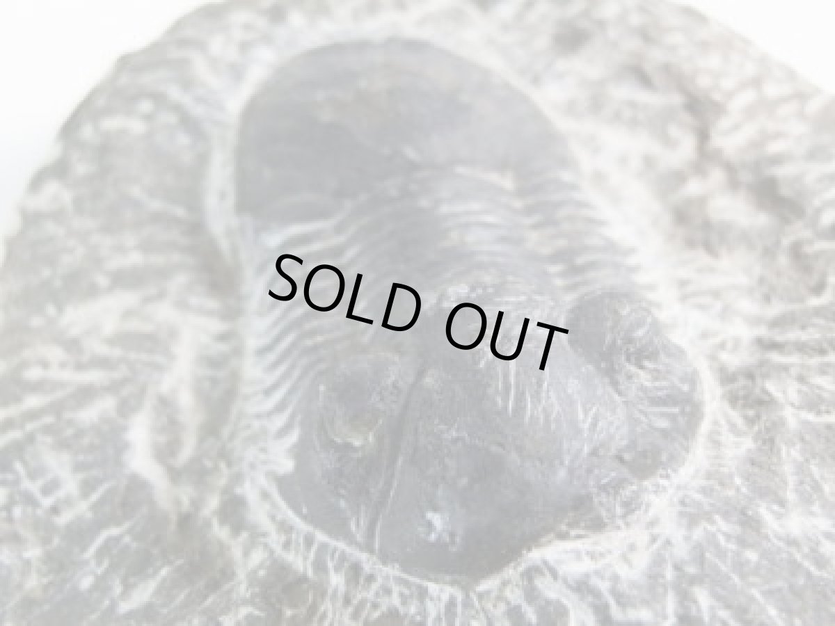 画像3: モロッコ産ファコプス三葉虫Ａ (3)