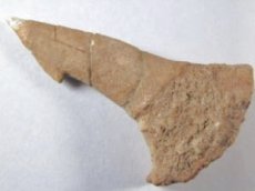 画像1: モロッコ産ノコギリエイ歯化石Ａ (1)