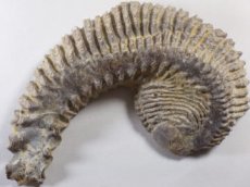 画像1: マダガスカル産カキ化石Ｂ (1)