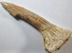 画像2: モロッコ産ノコギリエイ歯化石Ｃ (2)