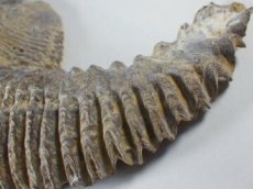 画像3: マダガスカル産カキ化石Ｂ (3)