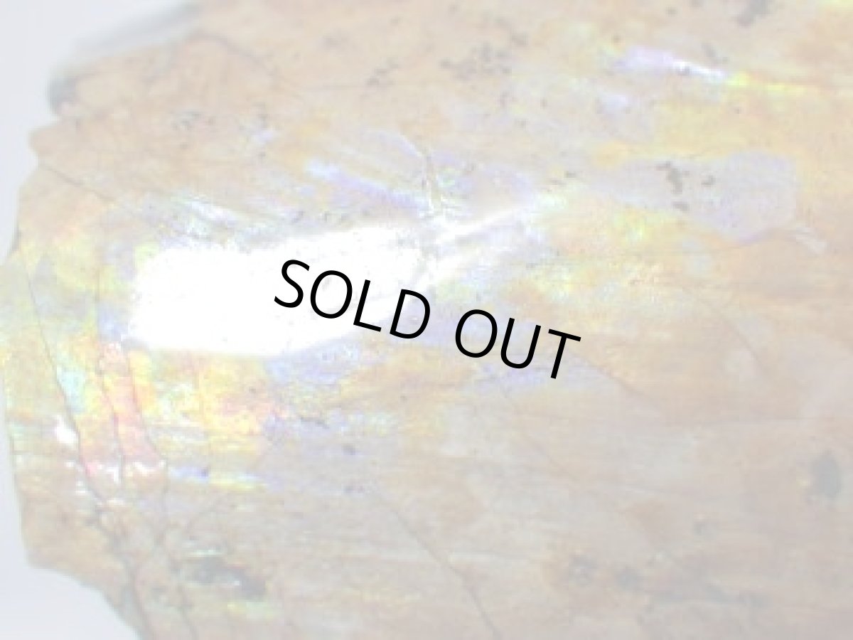 画像5: コロラド産イリデッセンスアンモナイトＢ (5)