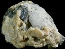 画像5: カリフォルニア産カルサイト化貝化石Ｃ (5)