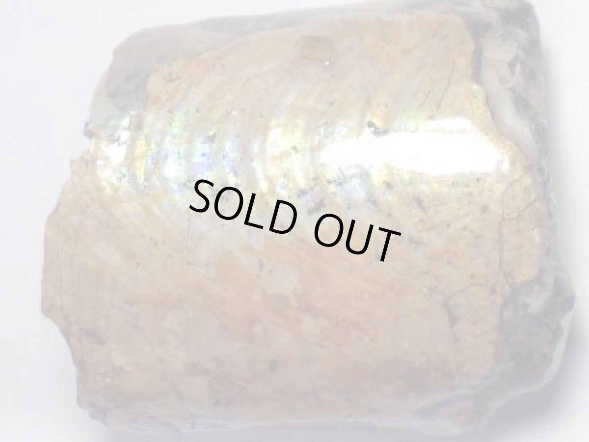 画像2: コロラド産イリデッセンスアンモナイトＢ (2)