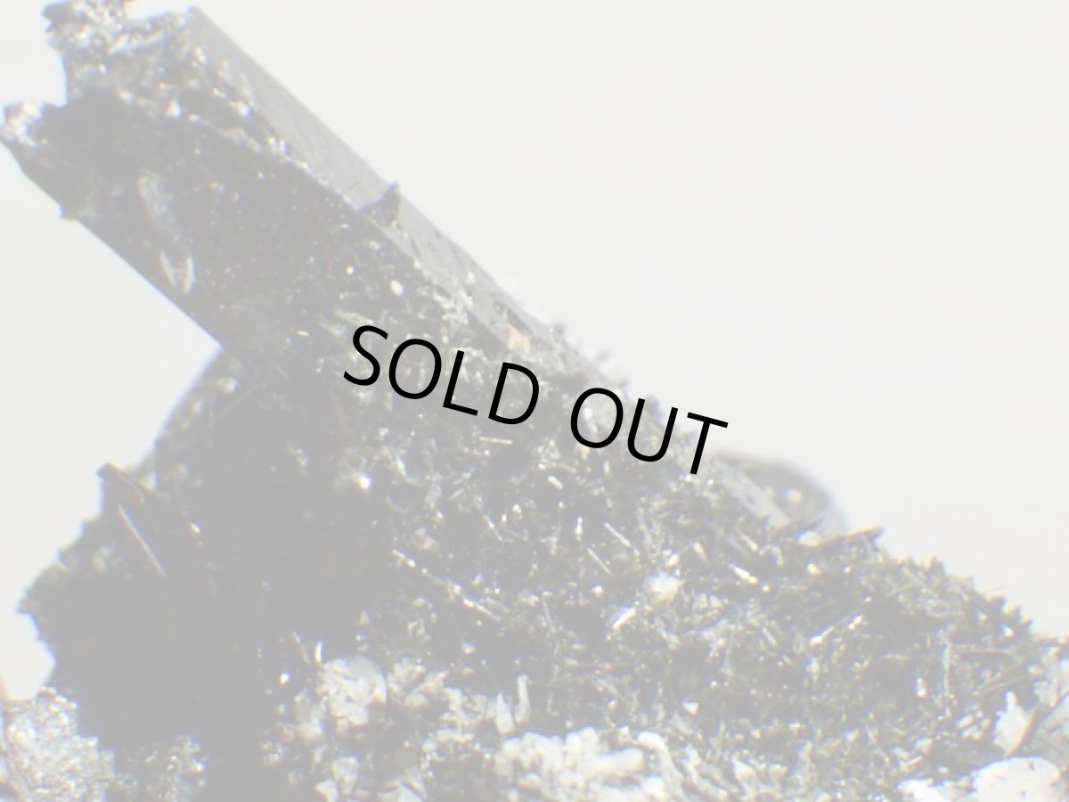 画像6: エジリンＡ (6)