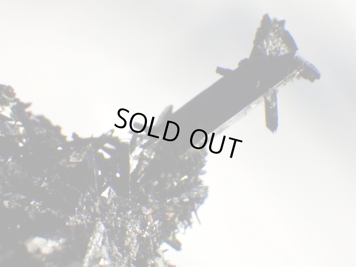 画像5: エジリンＡ (5)