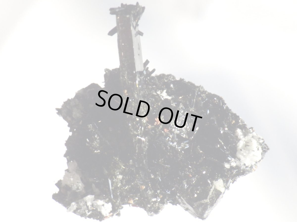 画像2: エジリンＡ (2)