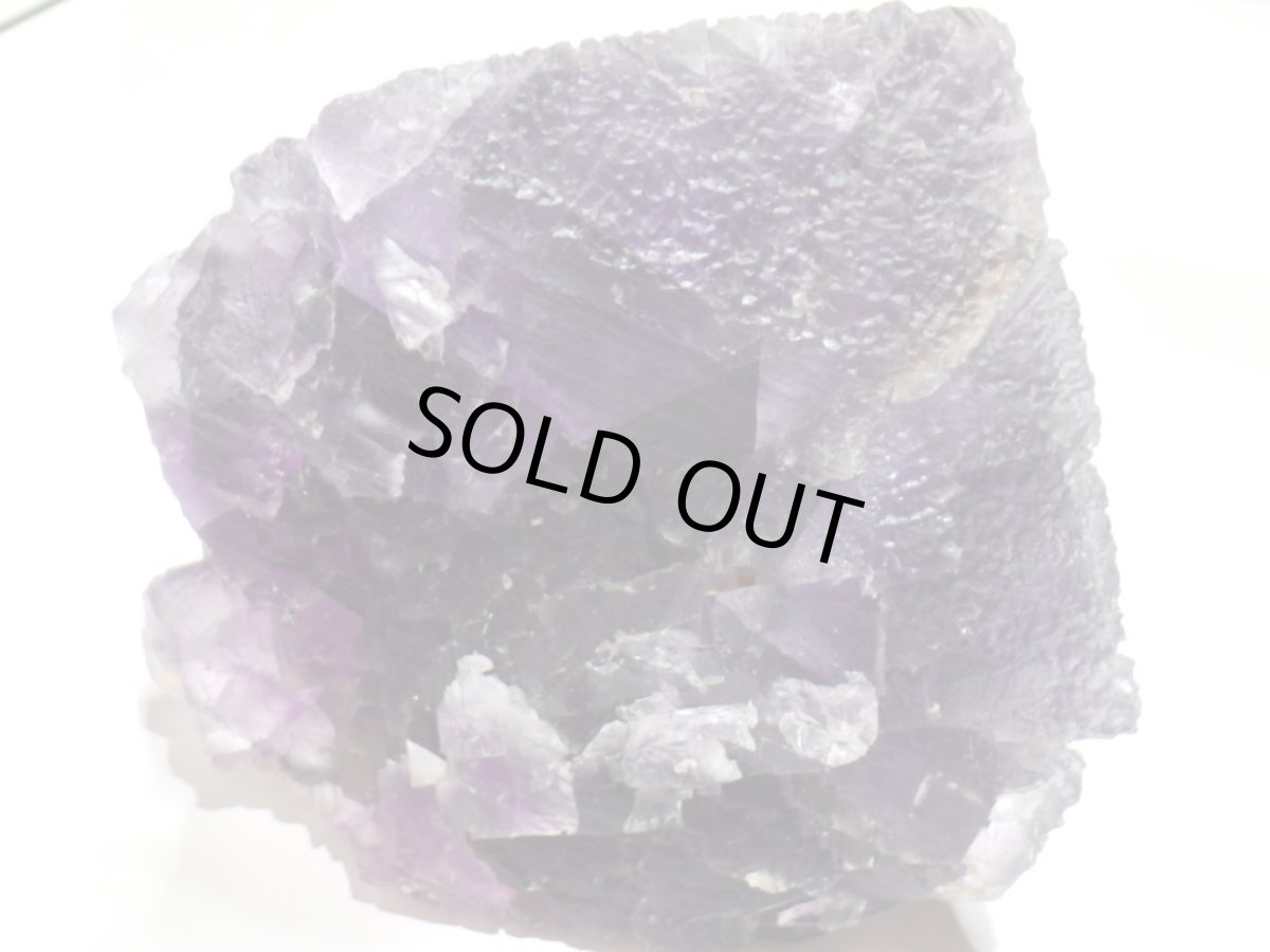 画像5: イリノイフローライト大 (5)