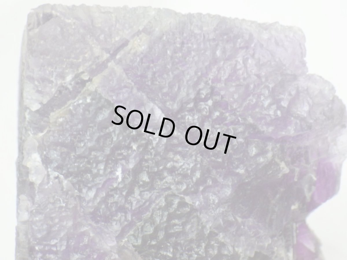 画像6: イリノイフローライト大 (6)