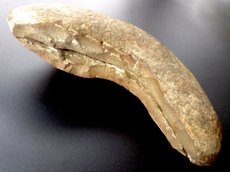 画像7: ビンクティフィエル化石ノジュールペア (7)
