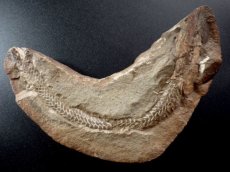 画像2: ビンクティフィエル化石ノジュールペア (2)