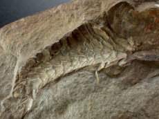 画像5: ビンクティフィエル化石ノジュールペア (5)