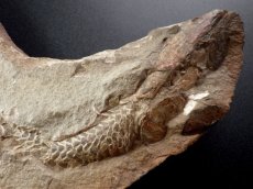 画像3: ビンクティフィエル化石ノジュールペア (3)