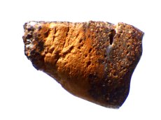 画像3: オパール化シャクトリムシ化石Ｃ (3)