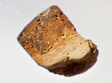 画像3: オパール化シャクトリムシ化石Ｂ (3)
