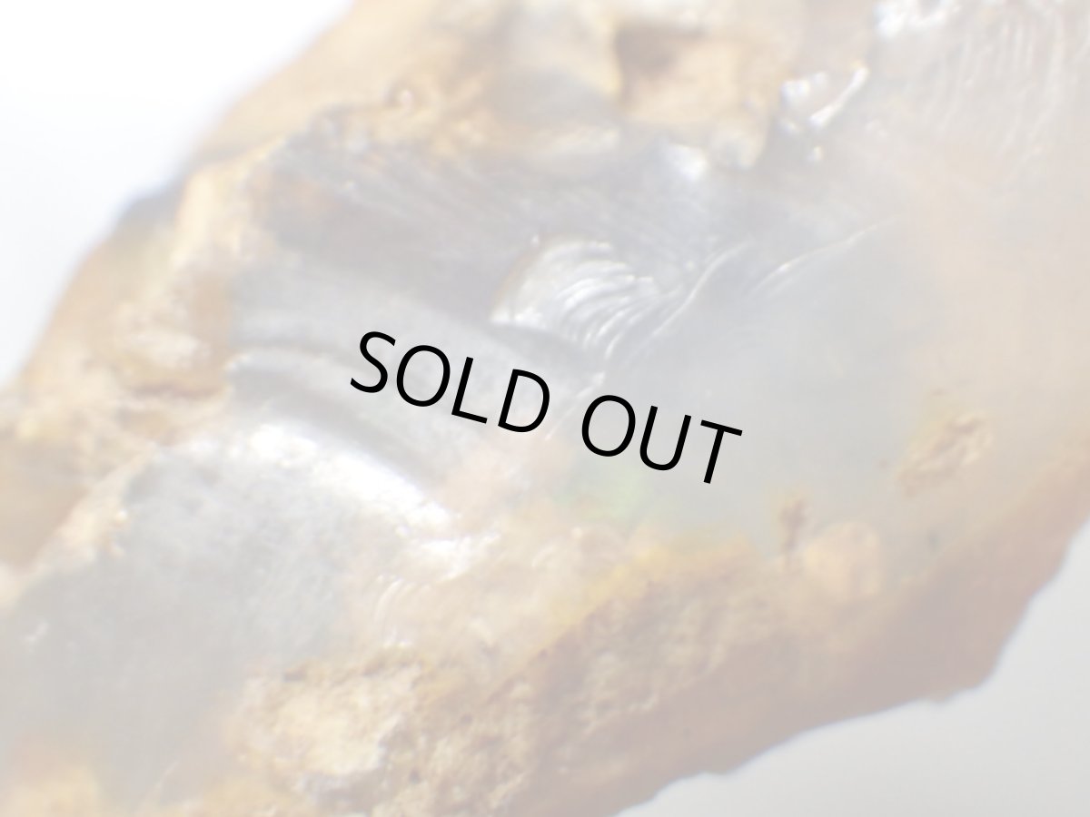 画像3: ライトニングリッジ産オパール化骨化石大 (3)