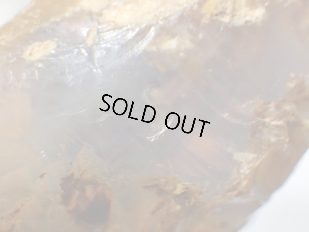 画像6: ライトニングリッジ産オパール化骨化石大 (6)