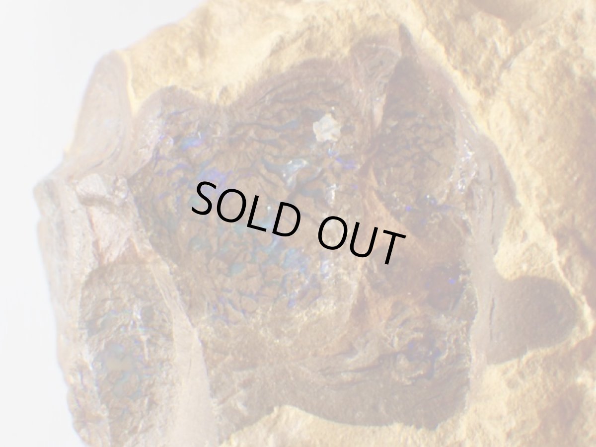 画像6: オパール化ストロマトライト大Ａ (6)