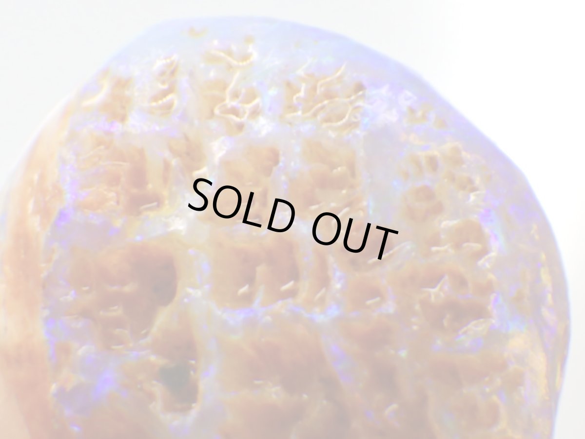 画像6: キルピー産オパール化骨化石Ｅ (6)