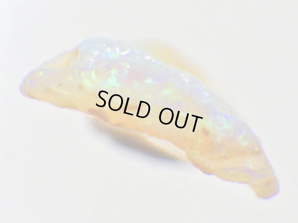 画像8: キルピー産オパール化骨化石Ｄ (8)