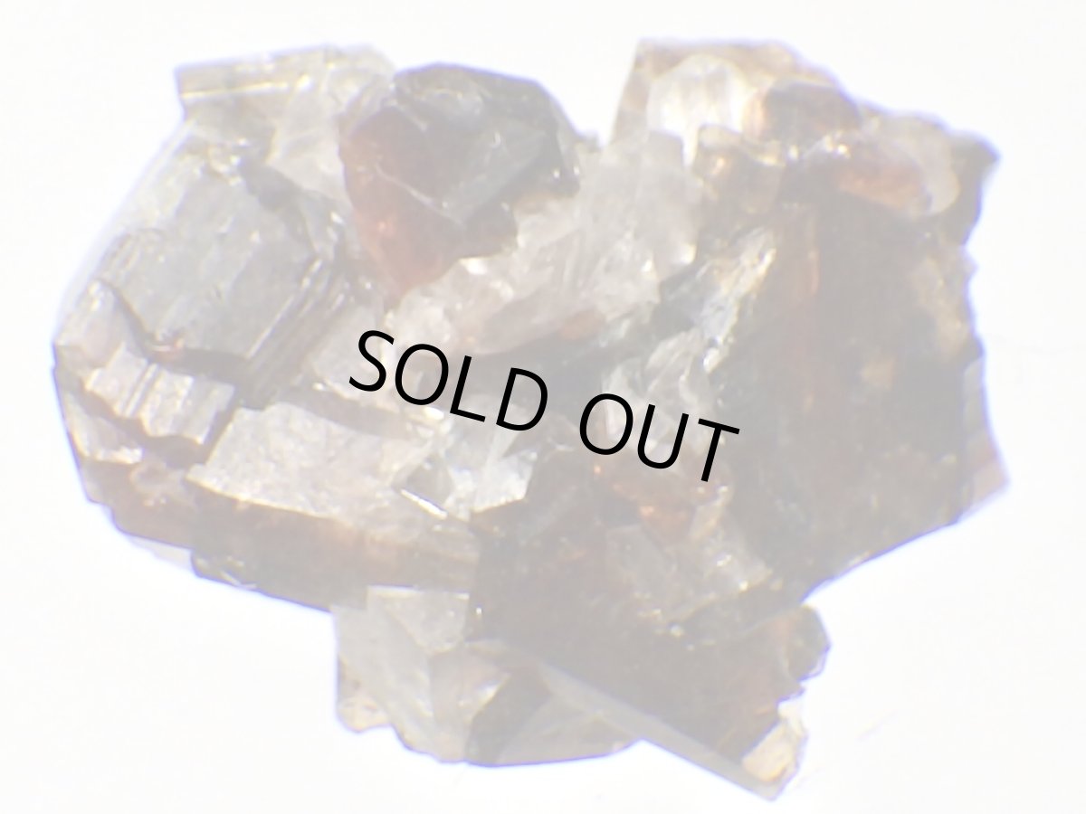 画像3: ブラジル産レッドウバイトＤ (3)