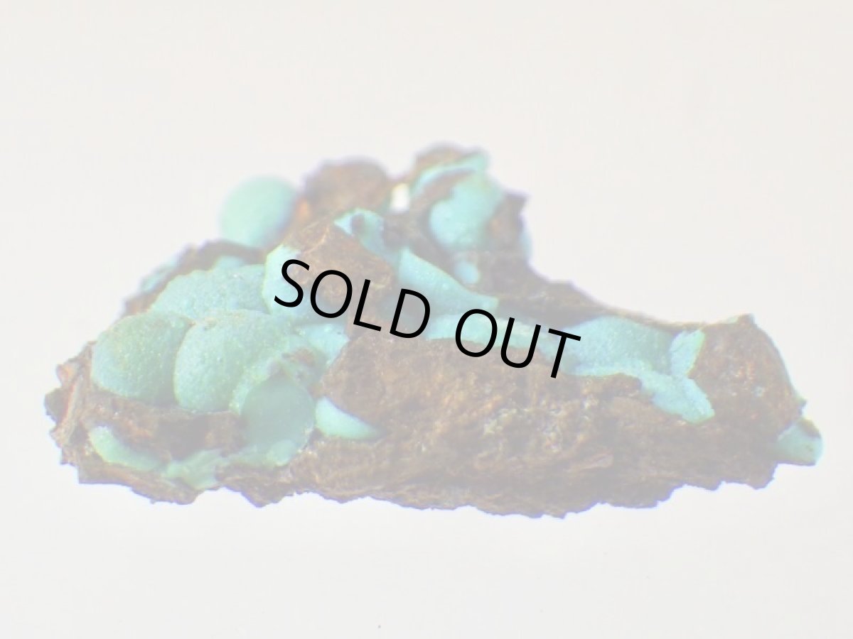 画像3: カリフォルニア産クリソコラＡ (3)