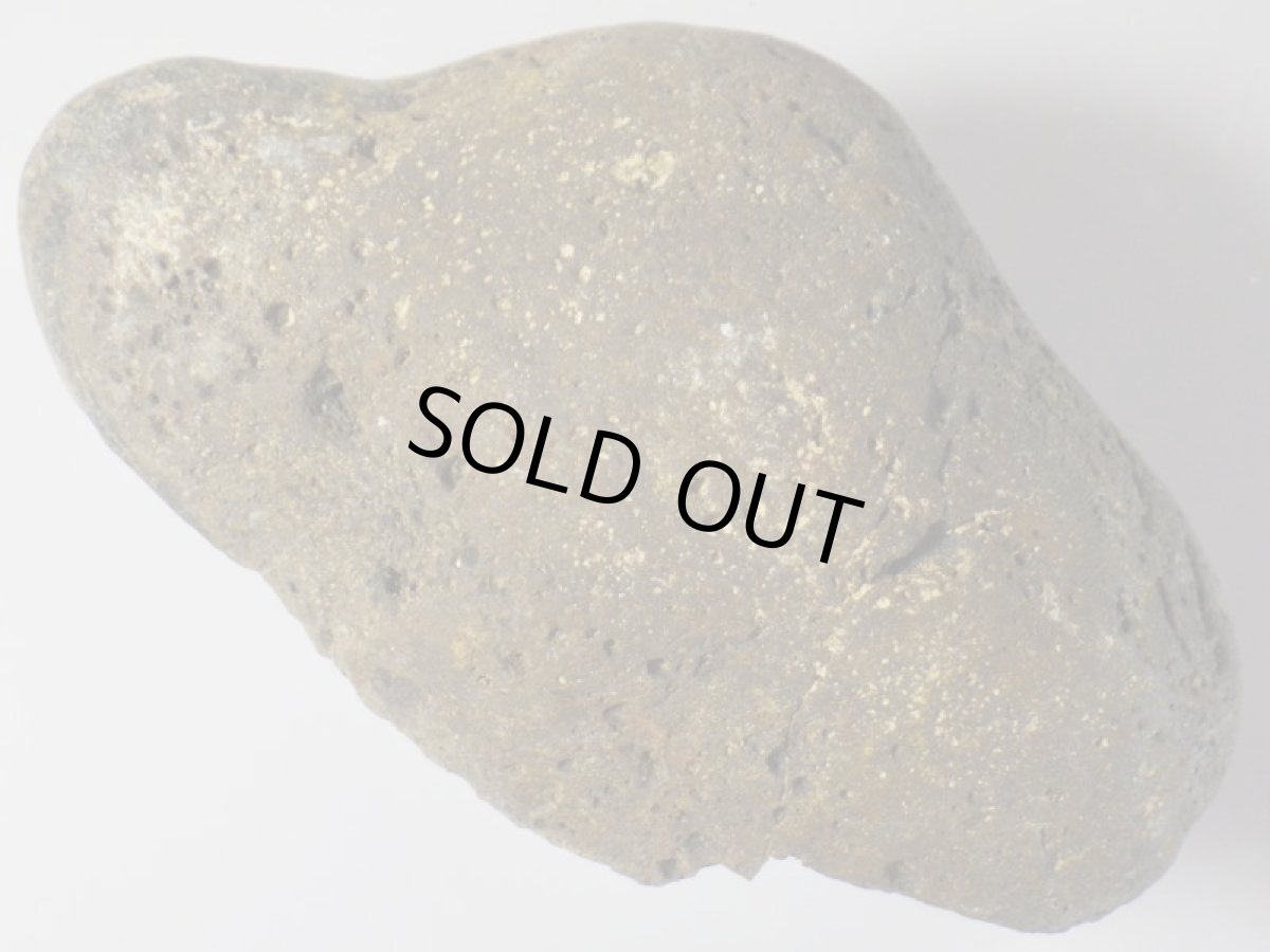 画像3: アパトサウルス骨化石スライスＦ (3)