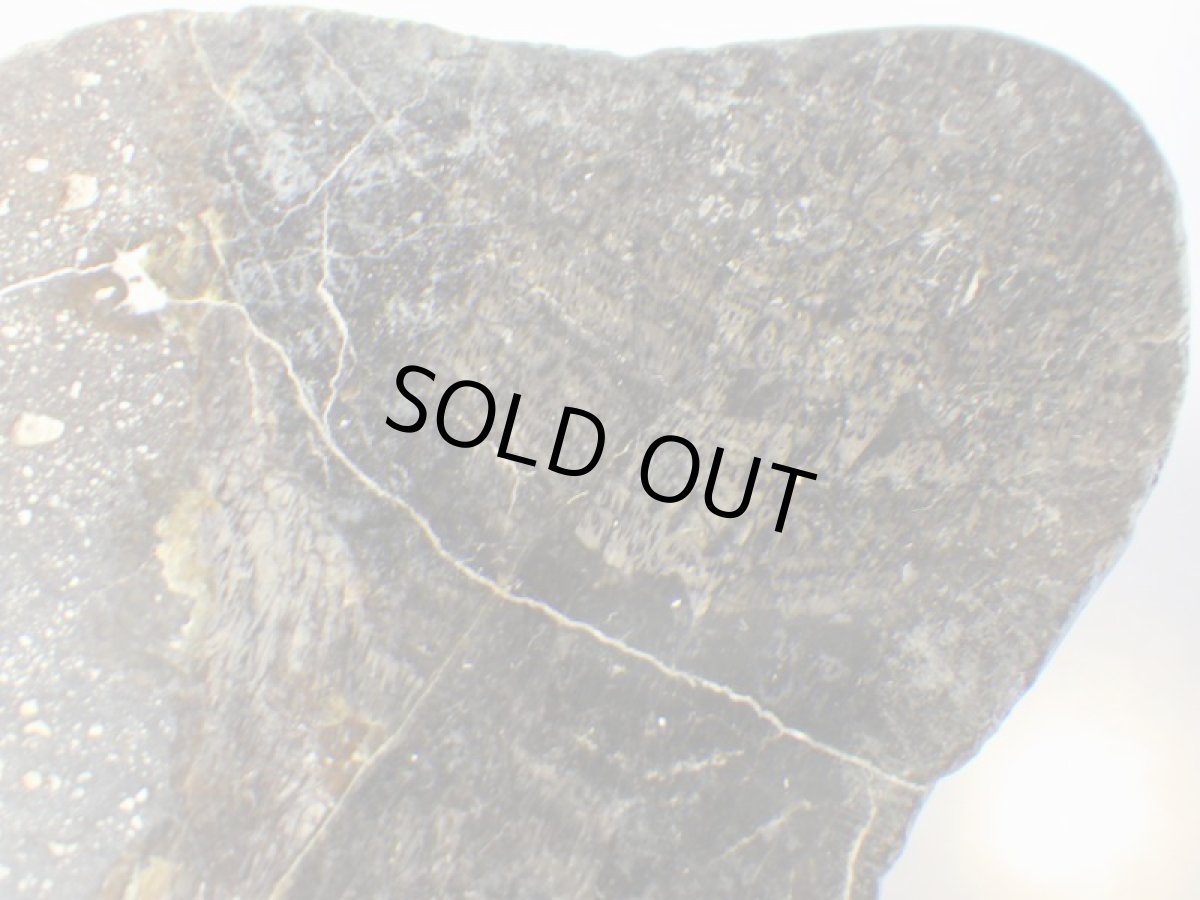 画像2: アパトサウルス骨化石スライスＦ (2)