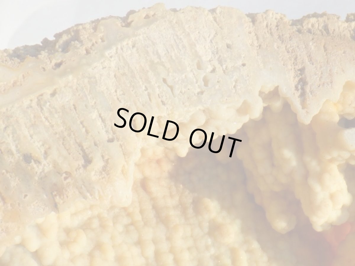 画像6: フロリダ産アゲート化サンゴ化石 (6)