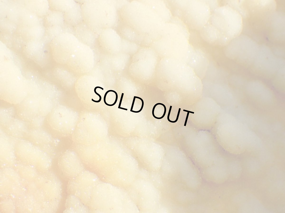 画像4: フロリダ産アゲート化サンゴ化石 (4)