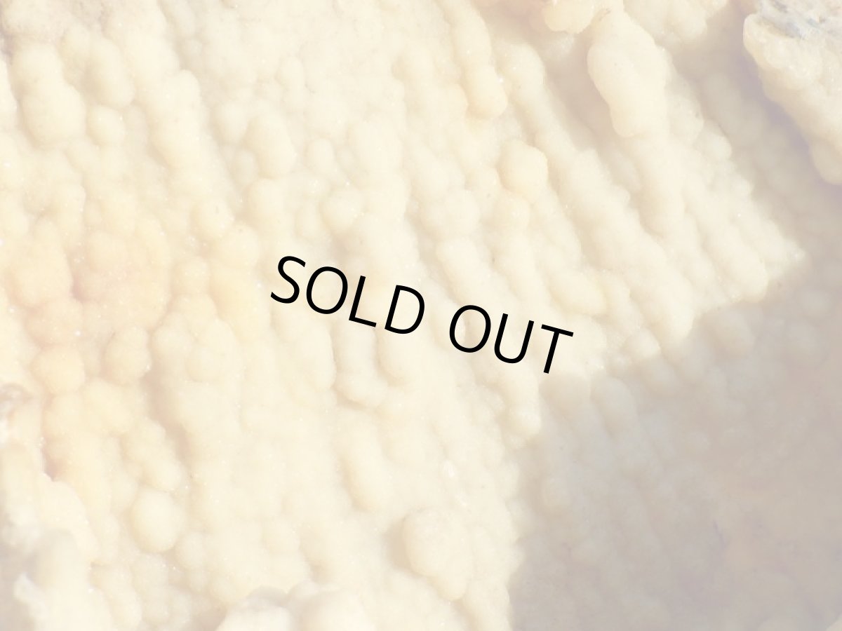 画像10: フロリダ産アゲート化サンゴ化石 (10)