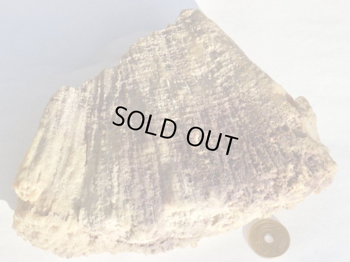 画像8: フロリダ産アゲート化サンゴ化石 (8)