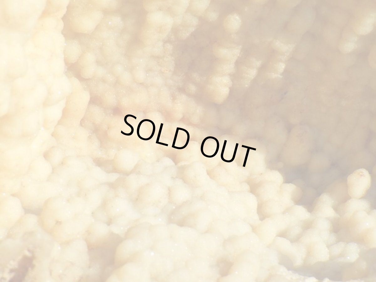 画像7: フロリダ産アゲート化サンゴ化石 (7)