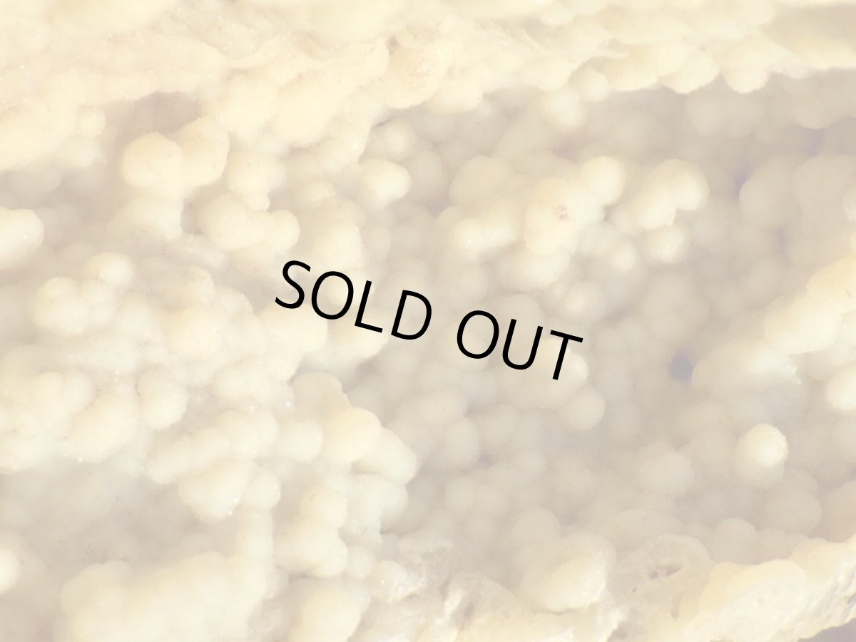 画像5: フロリダ産アゲート化サンゴ化石 (5)