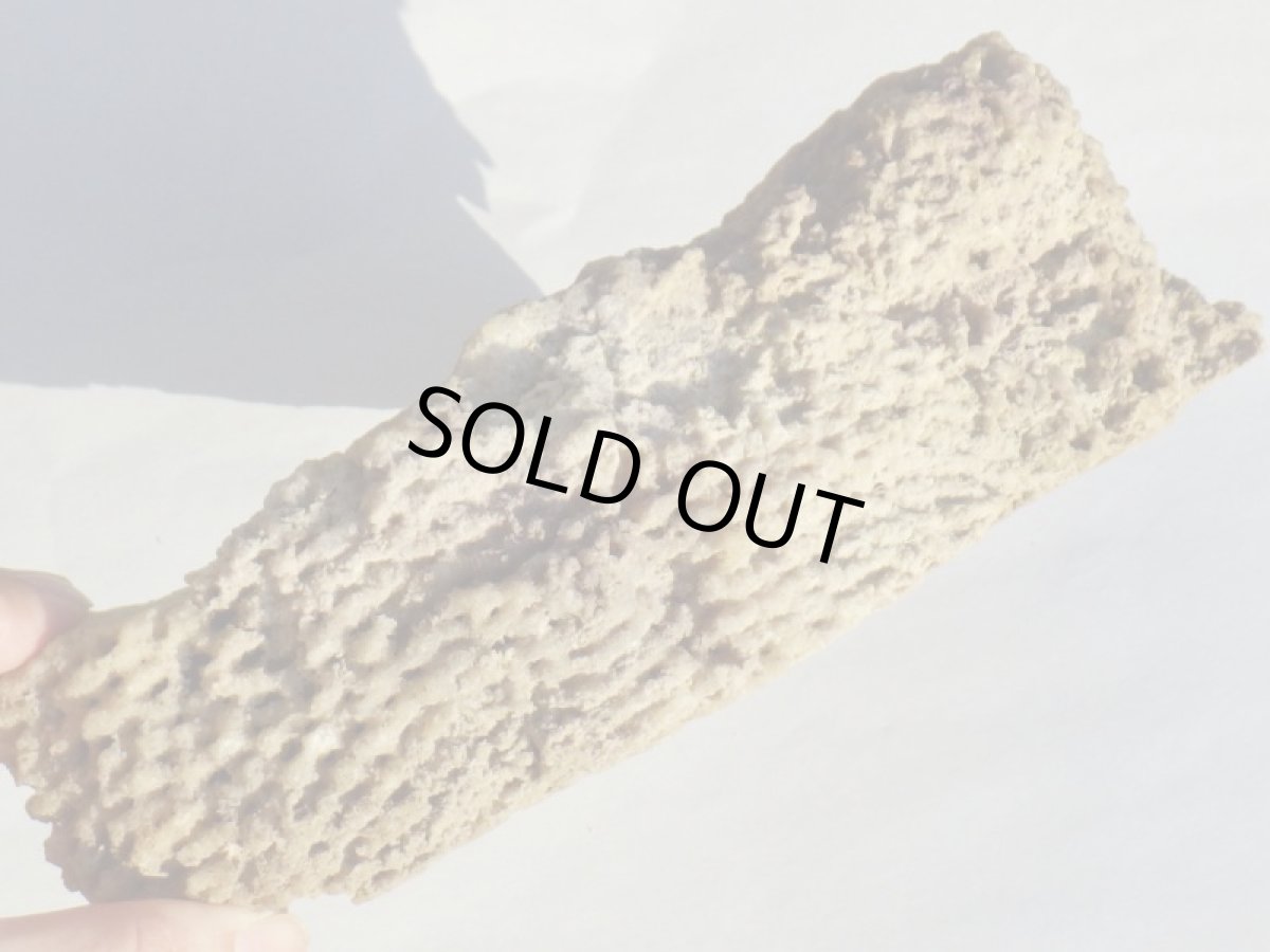 画像9: フロリダ産アゲート化サンゴ化石 (9)