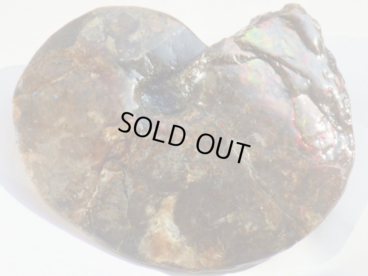 画像6: アンモライト完全体Ａ (6)