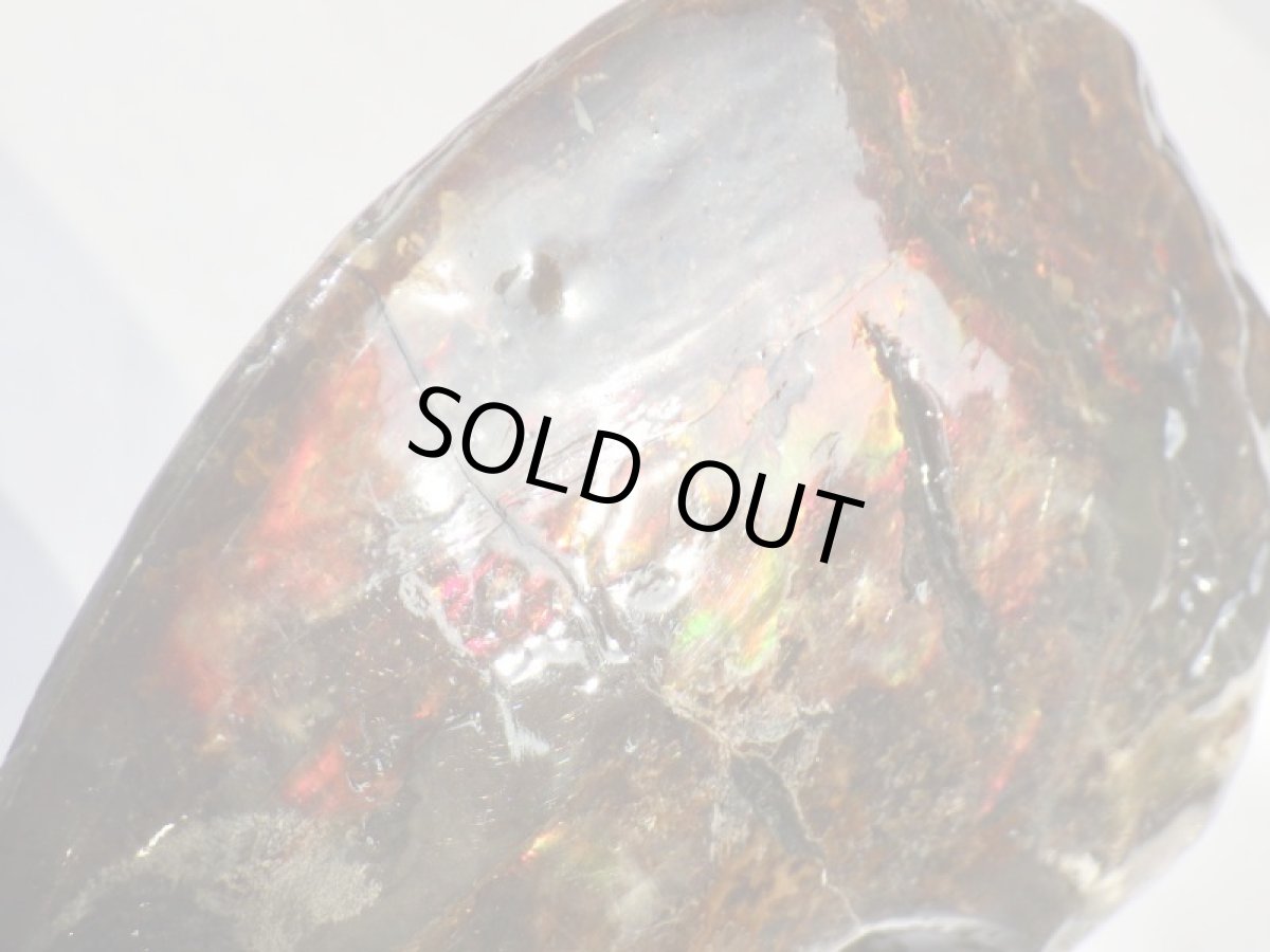 画像5: アンモライト完全体Ａ (5)