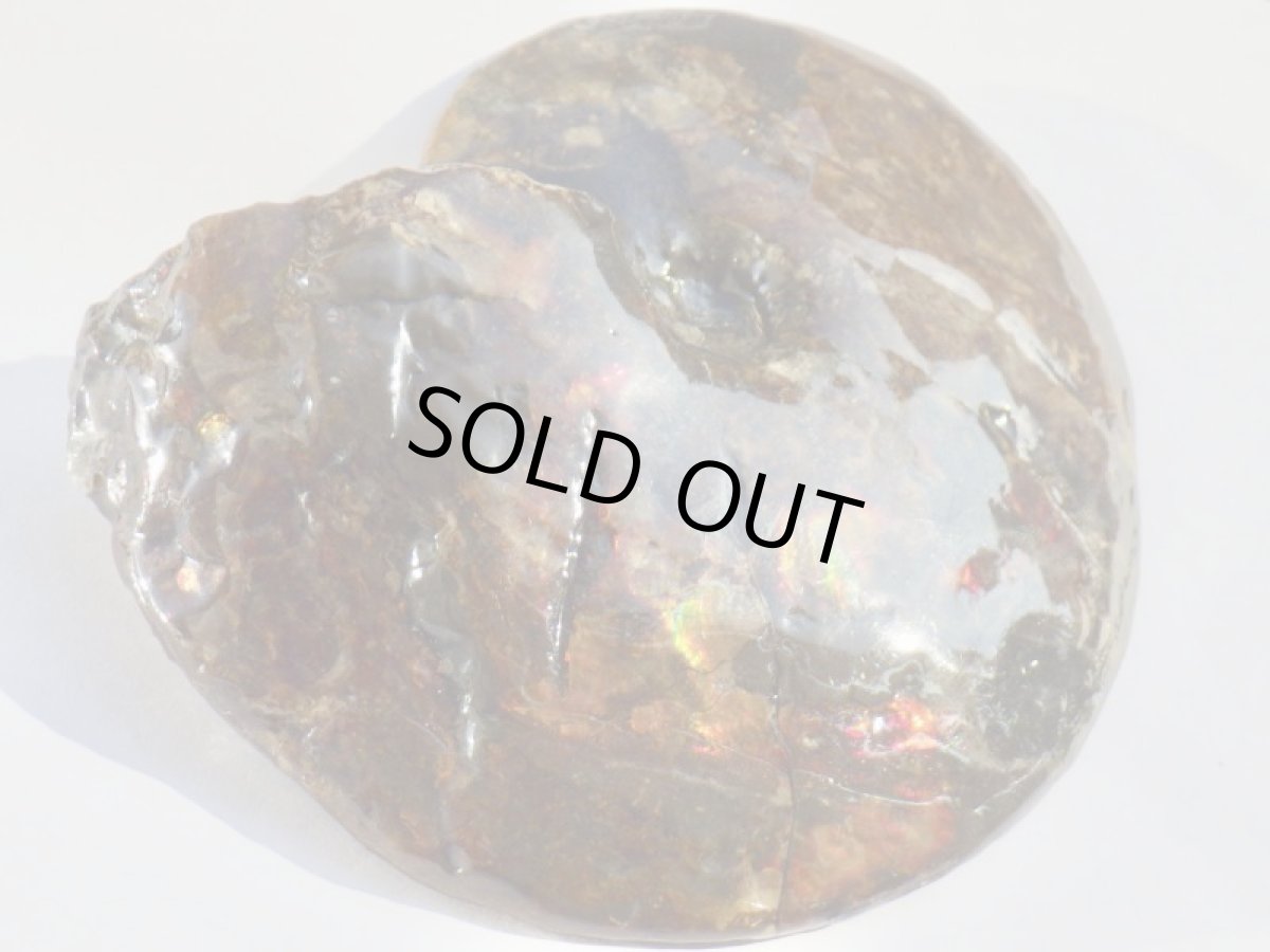 画像7: アンモライト完全体Ａ (7)