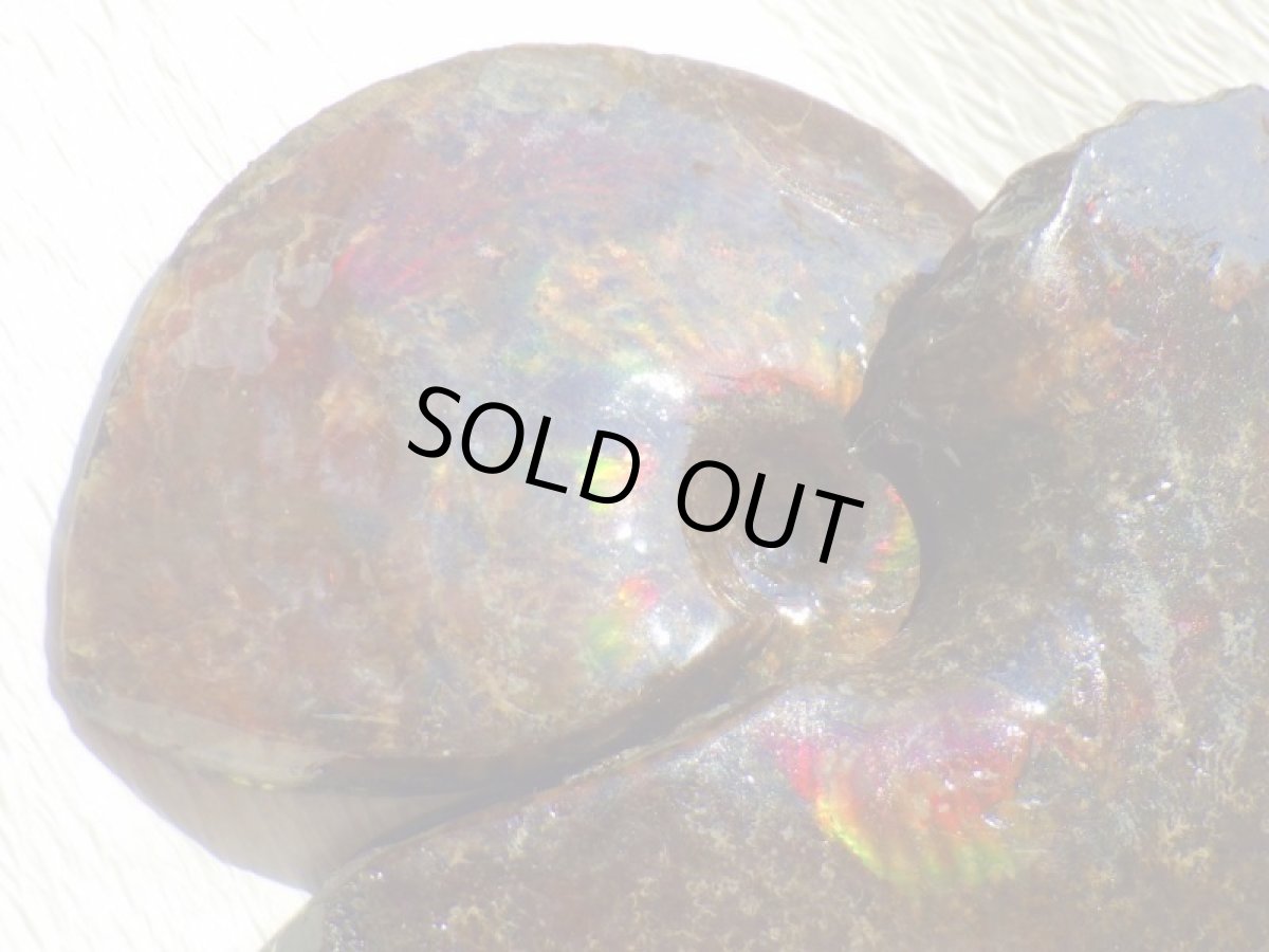 画像8: アンモライト完全体B (8)