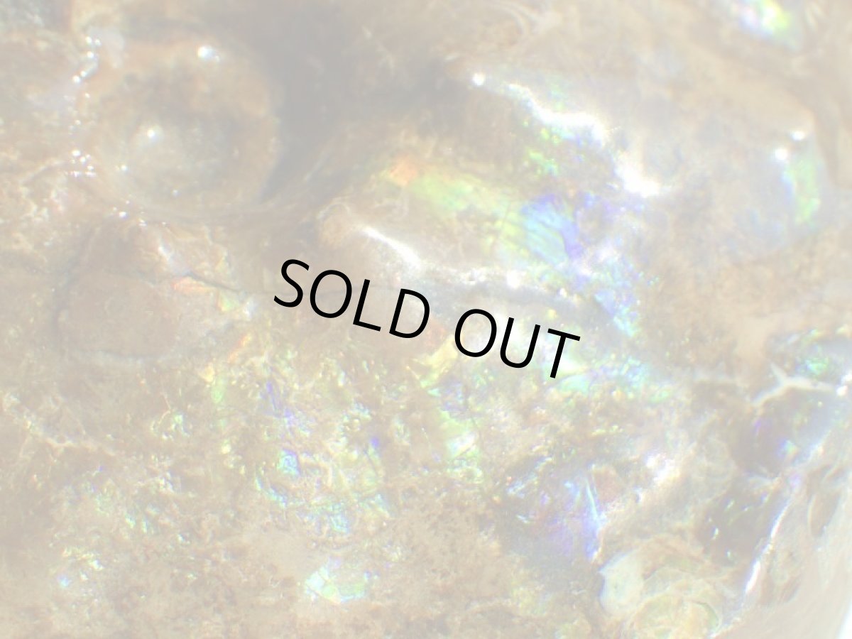 画像10: アンモライト完全体C (10)