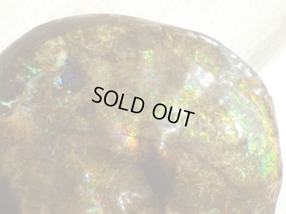 画像5: アンモライト完全体C (5)