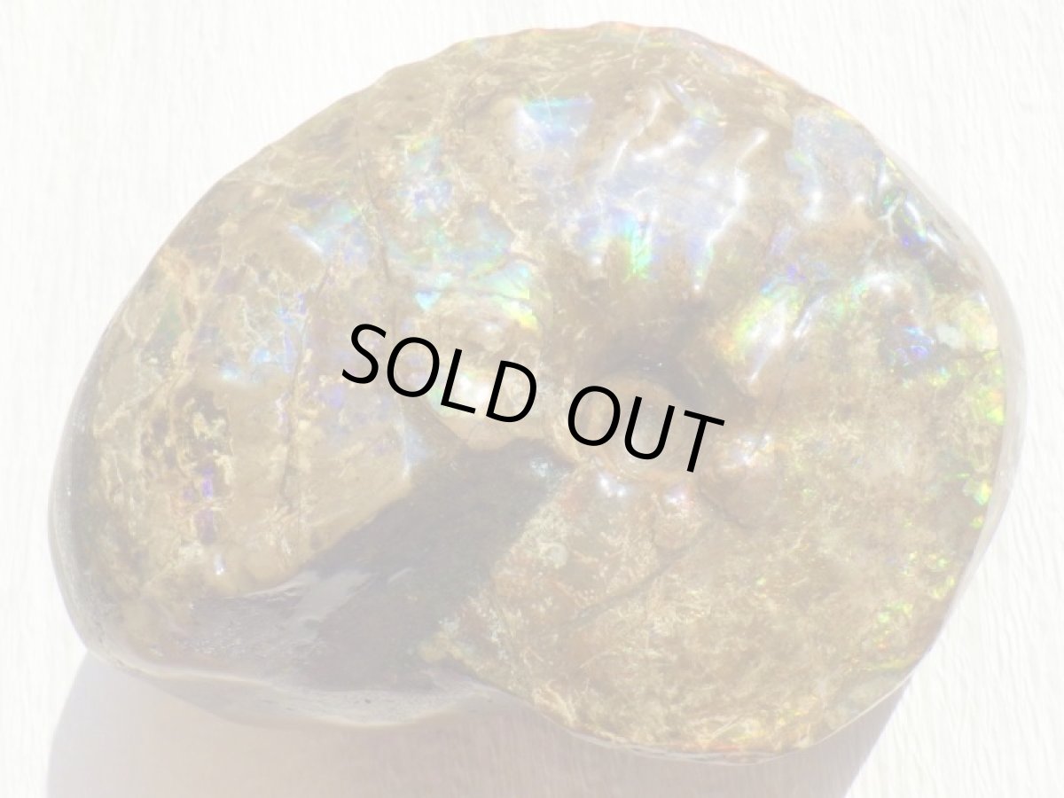 画像2: アンモライト完全体C (2)