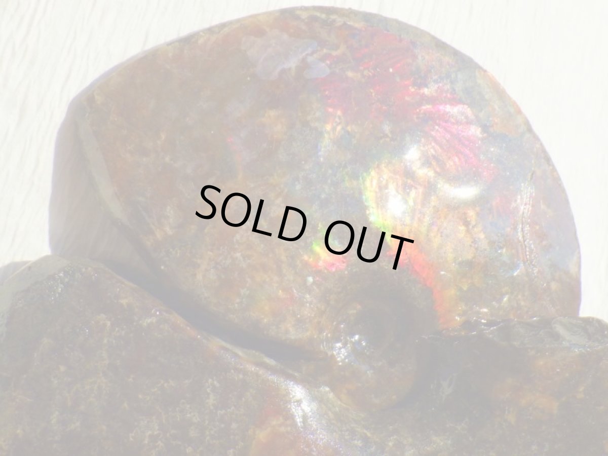 画像7: アンモライト完全体B (7)