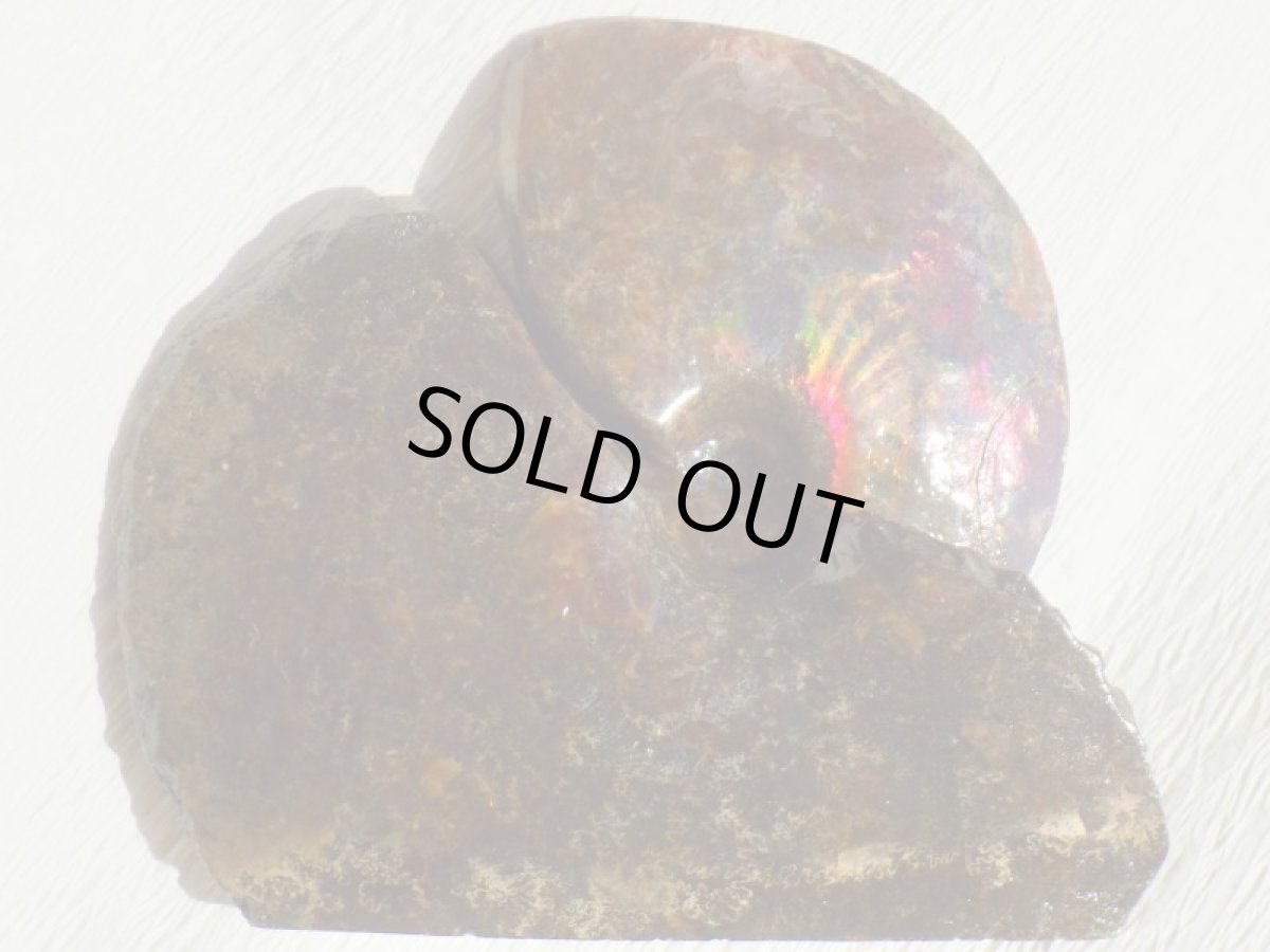 画像6: アンモライト完全体B (6)