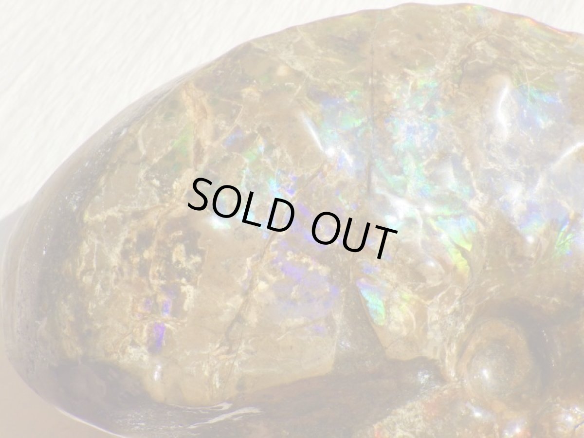 画像4: アンモライト完全体C (4)