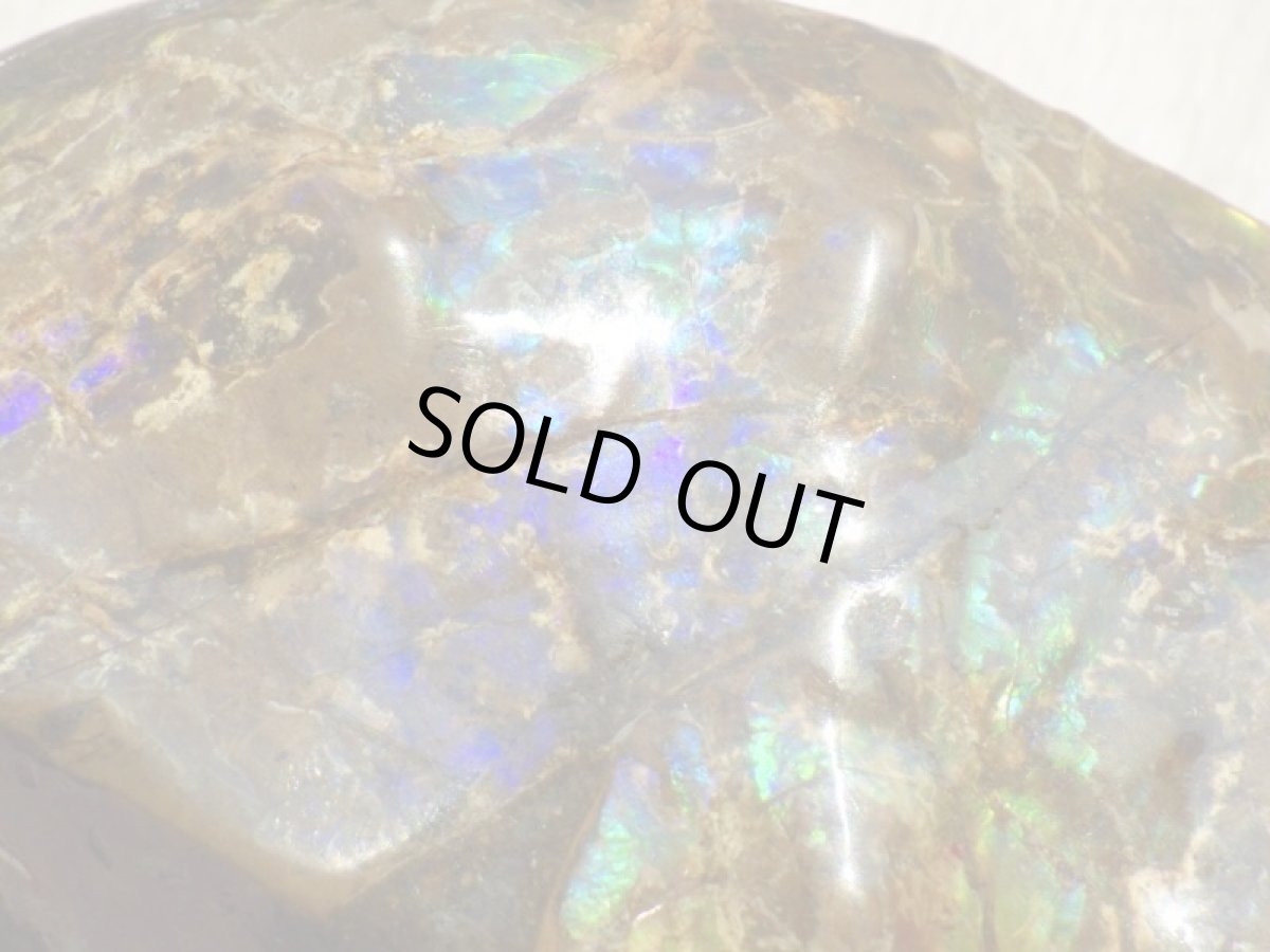 画像12: アンモライト完全体C (12)